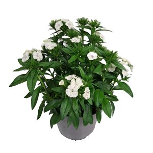 Afbeelding van Ej Dianthus P19 White